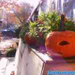 drouwenerzand-28-10-2021-033.jpg