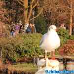 efteling-28-12-2019-083.jpg