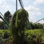 toverland-23-06-2024-175.jpg