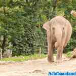 blijdorp-09-09-2020-100.jpg