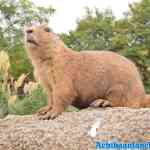 blijdorp-09-09-2020-161.jpg