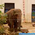 antwerpen-zoo-24-11-2018-0104.jpg