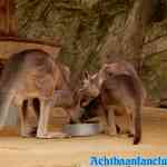 antwerpen-zoo-24-11-2018-0148.jpg