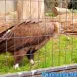 antwerpen-zoo-24-11-2018-0235.jpg