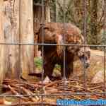 antwerpen-zoo-24-11-2018-0237.jpg