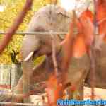 antwerpen-zoo-24-11-2018-0278.jpg