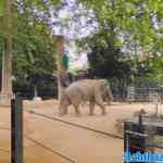 antwerpen-zoo-05-07-2022-087.jpg