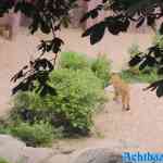 antwerpen-zoo-05-07-2022-129.jpg