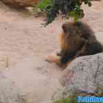 antwerpen-zoo-05-07-2022-142.jpg