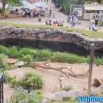 antwerpen-zoo-05-07-2022-145.jpg